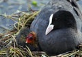 Eurasian coot (Fulica atra) with baby