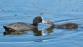 Eurasian coot, Fulica atra. A bird feeds its chick Royalty Free Stock Photo