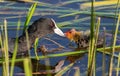 Eurasian coot, Fulica atra. A bird feeds its chick in the early morning Royalty Free Stock Photo