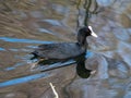 Eurasian coot, Fulica atra. Blackford Pond, Edinburgh