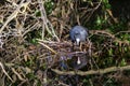 Eurasian coot Fulica atra building drinking from clear still river water with reflection Royalty Free Stock Photo