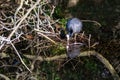 Eurasian coot Fulica atra building drinking from clear still river water with reflection Royalty Free Stock Photo