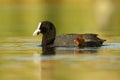 Eurasian coot Fulica atra with chicks youngster, called common coot, Australian coot, is a member of the rail and crake bird