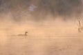 Eurasian coot in sunrise Royalty Free Stock Photo