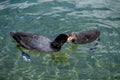 Eurasian coot. Fulica atra. The common coot. Australian coot. Mother coot is feeding chick in water. Motherhood, care and love Royalty Free Stock Photo