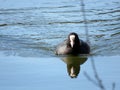 The Eurasian coot Fulica atra, Common coot, das BlÃÂ¤sshuhn on the surface of the small Lake Mauensee or Mauen lake in the canton Royalty Free Stock Photo