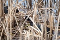 Eurasian coot (Fulica atra) couple building their nest and sitting on eggs Royalty Free Stock Photo