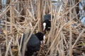 Eurasian coot (Fulica atra) couple building their nest and sitting on eggs Royalty Free Stock Photo