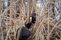 Eurasian coot (Fulica atra) couple building their nest and sitting on eggs Royalty Free Stock Photo