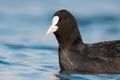 Eurasian coot Fulica atra, Czech Republic, beautiful bird from lakes, ponds and rivers in Europe, Asia, Australia and parts of A Royalty Free Stock Photo