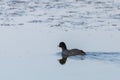 Eurasian Coot or Fulica atra