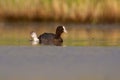 Eurasian coot, Fulica atra Royalty Free Stock Photo