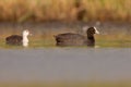 Eurasian coot, Fulica atra Royalty Free Stock Photo