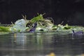 Eurasian Coot (Fulica atra) at its nest, Thuringia, Germany Royalty Free Stock Photo