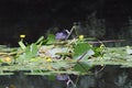 Eurasian Coot (Fulica atra) at its nest, Thuringia, Germany Royalty Free Stock Photo