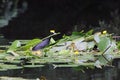 Eurasian Coot (Fulica atra) at its nest, Thuringia, Germany Royalty Free Stock Photo