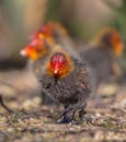 Eurasian coot - Fulica atra - juvenile birds