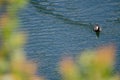 Eurasian coot Fulica atra.