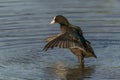 Eurasian Coot Fulica atra on a lake in Gelderland in the Netherlands. Royalty Free Stock Photo