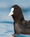 Eurasian coot Fulica atra, Czech Republic, beautiful bird from lakes, ponds and rivers in Europe, Asia, Australia and parts of A Royalty Free Stock Photo