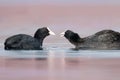 Eurasian coot Fulica atra, Czech Republic, beautiful bird from lakes, ponds and rivers in Europe, Asia, Australia and parts of A Royalty Free Stock Photo