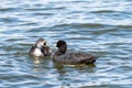 Eurasian coot