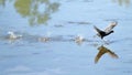 Eurasian coot Fulica atra at Plaiaundi Royalty Free Stock Photo