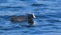 Eurasian coot, Fulica atra. On a sunny morning, a bird floats down the river Royalty Free Stock Photo