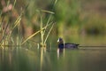 Eurasian coot Fulica atra swimming Common coot on lake Royalty Free Stock Photo