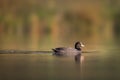 Eurasian coot Fulica atra swimming Common coot on lake Royalty Free Stock Photo