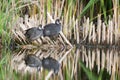 Eurasian Coot Fulica atra. Two young coots in the habitat Royalty Free Stock Photo