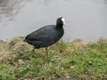 Eurasian coot Fulica atra walking across a lake. Royalty Free Stock Photo