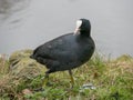 Eurasian coot Fulica atra walking across a lake. Royalty Free Stock Photo