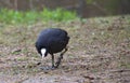 Eurasian coot (Fulica atra) walking in an aggressive posture