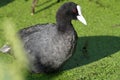 Eurasian Coot - Fulica atra. water bird. Royalty Free Stock Photo