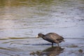 Eurasian Coot or Fulica atra in water of lake Royalty Free Stock Photo