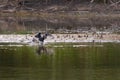 Eurasian Coot or Fulica atra in water of lake Royalty Free Stock Photo