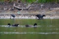 Eurasian Coot or Fulica atra in water of lake Royalty Free Stock Photo