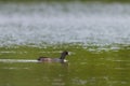 Eurasian Coot or Fulica atra in water of lake Royalty Free Stock Photo