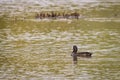 Eurasian Coot or Fulica atra in water of lake Royalty Free Stock Photo