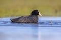 Eurasian coot Waterfowl swimming in wetland pond