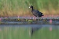 Eurasian Coot - Fulica atra