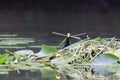 Eurasian coot Fulica atra in wetland  Germany Royalty Free Stock Photo