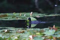 Eurasian coot Fulica atra in wetland  Germany Royalty Free Stock Photo