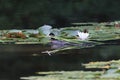 Eurasian coot Fulica atra in wetland collecting nesting material like grass blades for nest building Germany Royalty Free Stock Photo