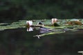 Eurasian coot Fulica atra Germany Royalty Free Stock Photo