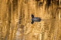 The Eurasian coot Fulica atra Royalty Free Stock Photo