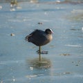 Eurasian Coot, bird Royalty Free Stock Photo