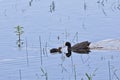 Eurasian Coot, Fulica atra with young Royalty Free Stock Photo