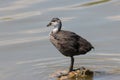 Eurasian coot Fulica atra young standing on stone Royalty Free Stock Photo